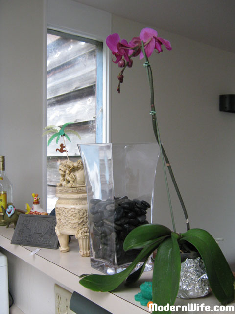 orchid before repotting