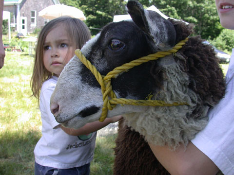 sheep farm