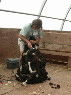 sheep shearing demonstration