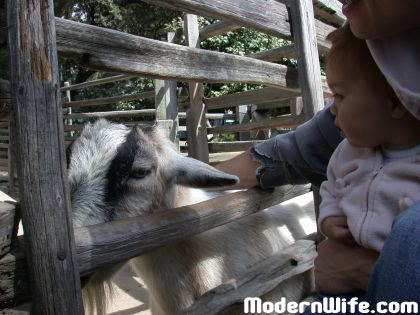 Goat at Children's Fairyland