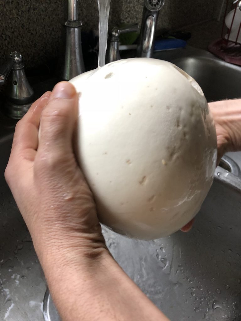 Wash the dirt off the giant puffball mushroom